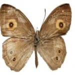 image of animal