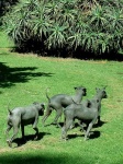 image of mexican_hairless