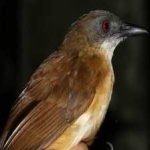 image of bird