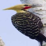 image of bird