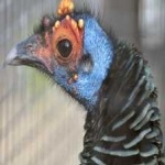 image of ocellated_turkey #13