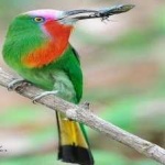 image of bird