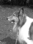 image of shetland_sheepdog
