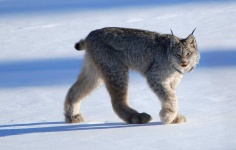 image of lynx #26