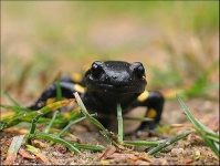 image of spotted_salamander