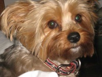 image of yorkshire_terrier