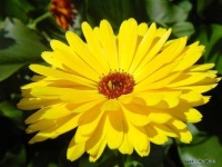 image of flower