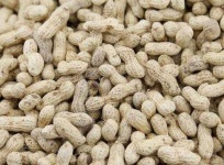 image of peanut