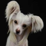 image of animal