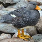 image of bird