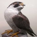 image of bird