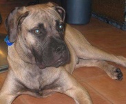 image of bull_mastiff