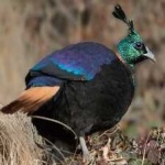 image of bird