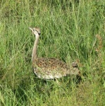 image of bustard