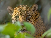 image of jaguar_car