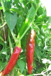 image of fruit_and_vegetable