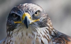 image of falcon