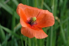 image of flower