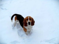 image of basset_hound #5