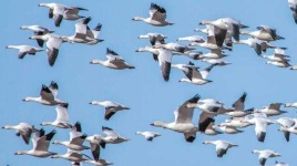 image of animal_migration