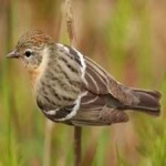 image of bird