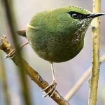 image of bird