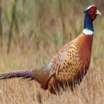 image of bird
