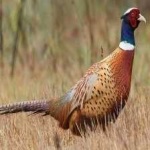 image of ring_necked_pheasant #10