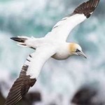 image of bird