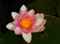 image of flower