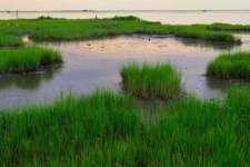 image of wetland