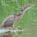 image of bird