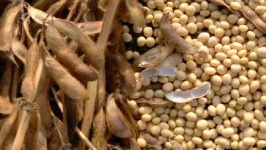 image of fruit_and_vegetable