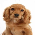 image of animal