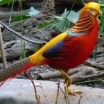 image of golden_pheasant #23