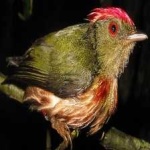 image of bird