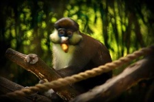 image of guenon