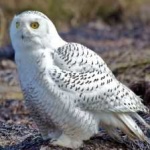 image of bird