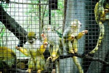 image of squirrel_monkey