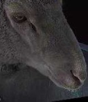 image of animal