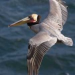 image of bird