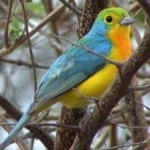 image of bird
