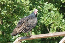 image of vulture