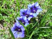 image of flower