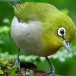 image of bird