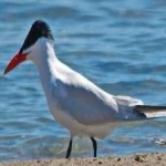 image of bird