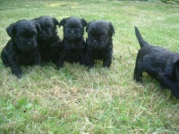 image of affenpinscher