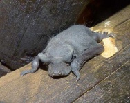 image of animal