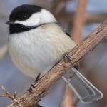 image of bird
