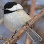 image of black_capped_chickadee #8